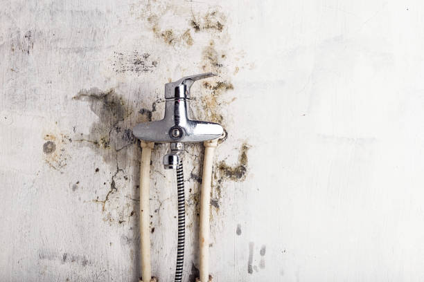 Trusted Jonestown, PA Mold Removal Experts