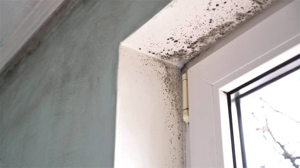 Best Commercial Mold Removal  in Jonestown, PA