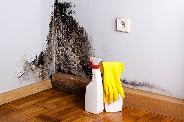 Best Toxic Mold Removal  in Jonestown, PA